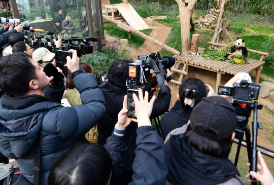 푸바오가 일반 관람객들을 만나는 마지막 날인 3일 오전 경기도 용인 에버랜드에서 관람객들이 푸바오 모습을 카메라에 담고 있다. 푸바오는 오는 4일부터 중국으로 이동할 준비에 들어간다. [사진공동취재단,  용인=연합뉴스]