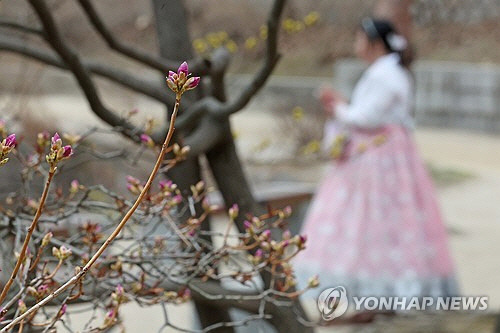 봄비가 그친 뒤 포근한 날씨를 보인 12일 오후 서울 종로구 창경궁에서 진달래꽃이 만개를 준비하고 있다. [연합뉴스]