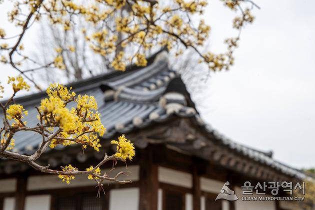 울산동헌 및 내아에 핀 산수유 이미지.울산시 