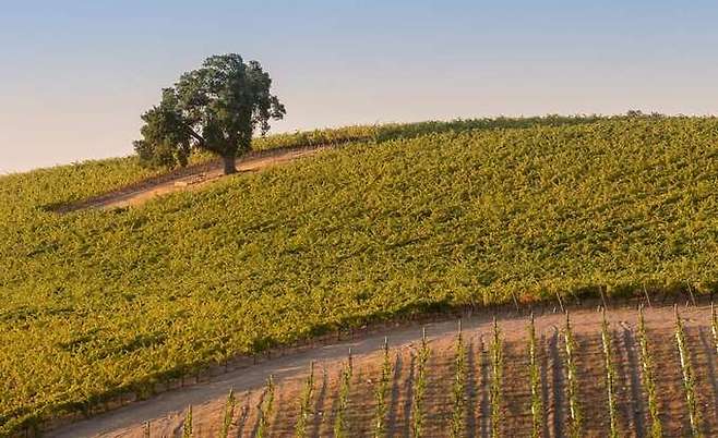 파소 로블스 포도밭.&nbsp;