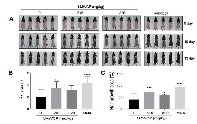 쥐의 ‘저분자 콜라겐 펩타이드(LMWCP)’과 발모제(Minoxidil) 효과(A) 0, 10, 및 13일 차 마우스 등 피부 모발 변화 사진 (B) 10일 차 마우스 피부색 지수 그래프 (C) 13일 차 마우스 피부의 모발 성장 영역 그래프