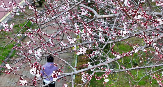 11일 오전 제주 서귀포시 대천동의 도롯가 벚나무 모습. 꽃눈이 터지고 있다. 연합뉴스