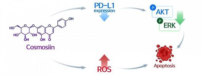 배암차즈기 추출물 코스모신 작용 모식도. 한국한의학연구원