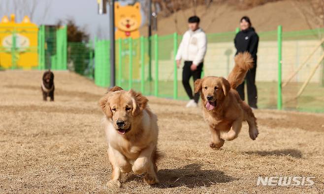 [대구=뉴시스] 이무열 기자 = 16일 대구 달서구 장동에 조성된 반려견 놀이터에서 강아지들이 뛰놀고 있다. 2024.01.16. lmy@newsis.com