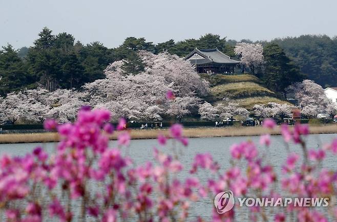 벚꽃 만개한 경포대 [연합뉴스 자료사진]