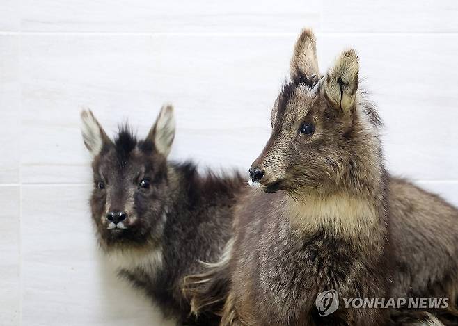 폭설 위기에서 구조된 어린 산양들 (양구=연합뉴스) 양지웅 기자 = 13일 강원 양구군 산양·사향노루센터에서 올겨울 폭설로 고립·탈진했다가 구조된 어린 산양들이 쉬며 기운을 회복하고 있다. 2024.3.13 yangdoo@yna.co.kr