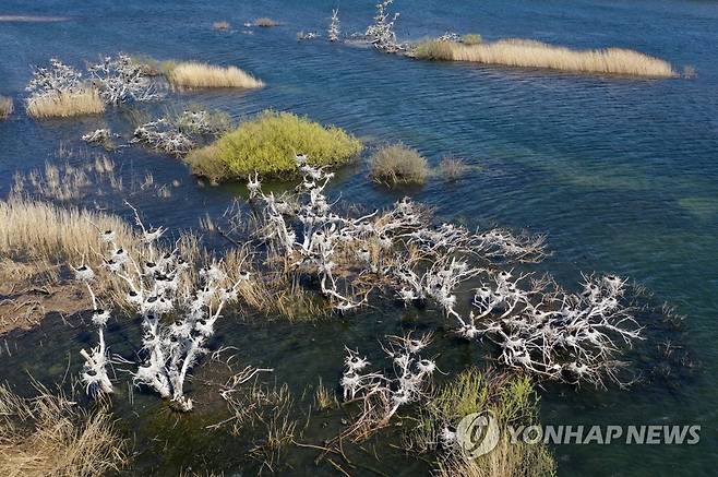 춘천 소양강 민물가마우지 [연합뉴스 자료사진]