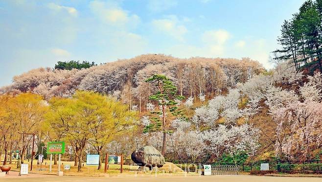 고령 덕곡 벚꽃/사진-고령군