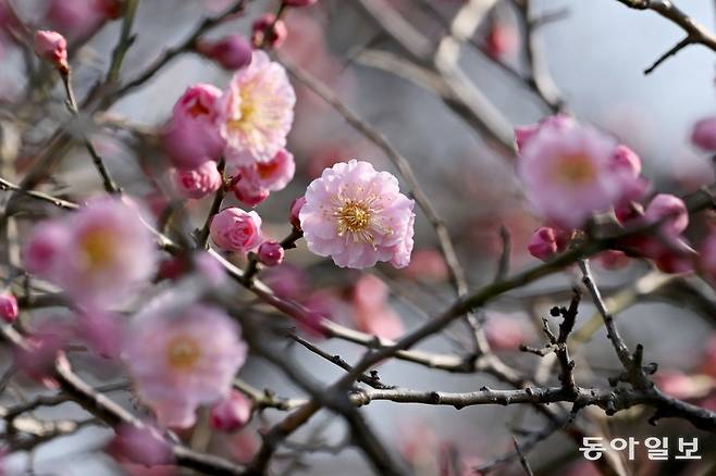 14일 오후 광주 북구 전남대학교 교정에 심어진 홍매화 나무에서 꽃이 피고 있다. 2024.03.14.  뉴시스