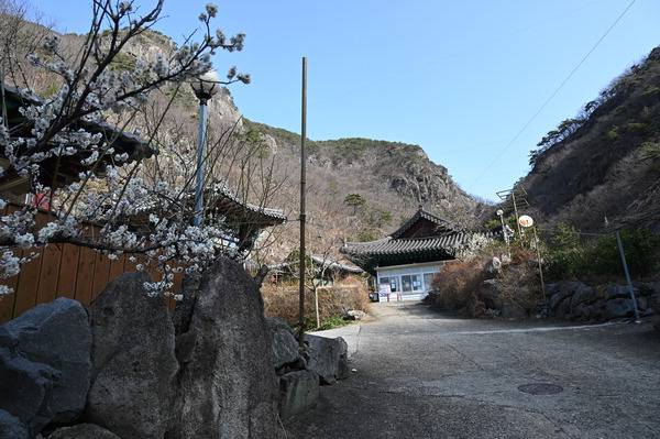 매화가 활짝 핀 천태사.