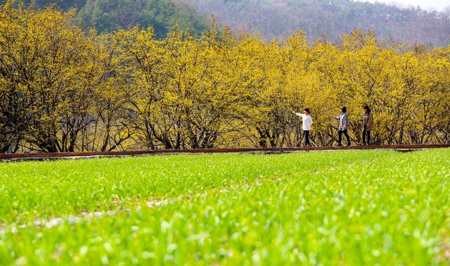 경상북도 마을 중에 봄꽃 향기에 제일 먼저 흠뻑 젖을 수 있는 의성군 사곡면 산수유 마을.    의성군 제공