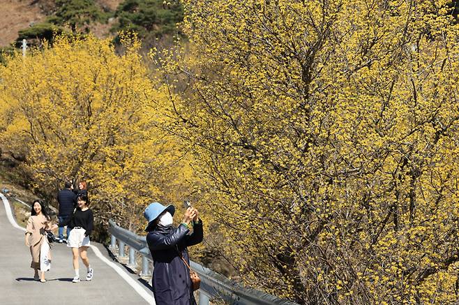 13일 전남 구례군 산동면 반곡마울에서 봄나들이 나선 시민들이 노란 산수유꽃을 감상하며 산책하고 있다. [사진 제공 = 연합뉴스]