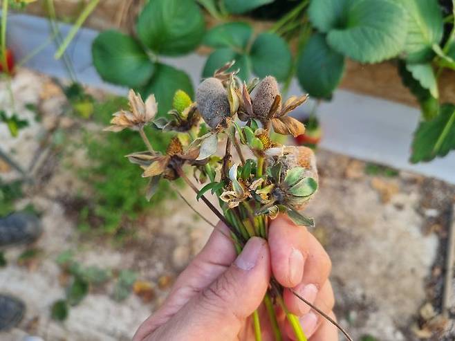 [담양=뉴시스] 일조량 김소로 발생한 딸기 잿빛곰팡이병. (사진=전남도 제공) photo@newsis.com *재판매 및 DB 금지