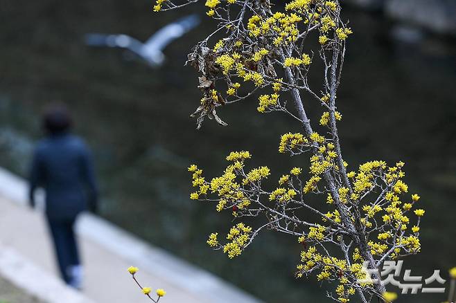전국 대부분 지역에 산발적인 봄비가 내린 12일 서울 청계천에 봄의 전령사 산수유가 활짝 피어 있다. 박종민 기자