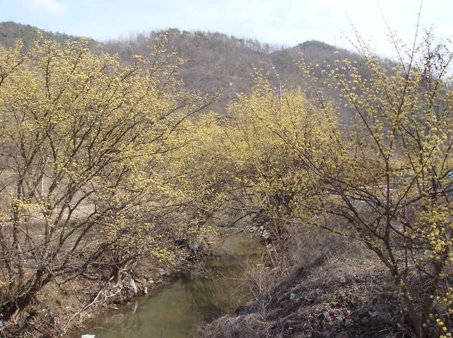 의성 산수유. 경북도 제공