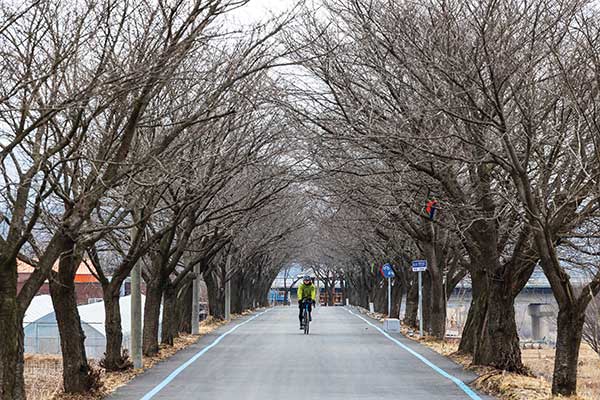 연천군 군남면 진상리 일대에 펼쳐진 벚꽃터널.