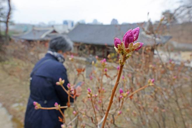 봄소식에 고개 빼꼼 내민 진달래꽃(사진=연합뉴스)