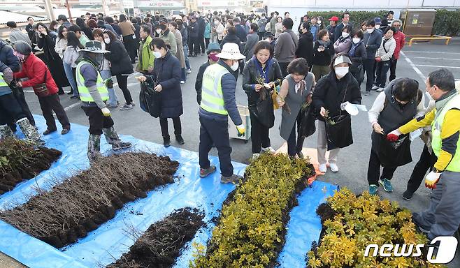 제79회 식목일(4월 5일)을 앞두고 대구 중구청 주차장에서 열린 '봄맞이 나무 나눠주기' 행사에 주민들이 줄지어 묘목을 받고 있다.  ⓒ News1 공정식 기자