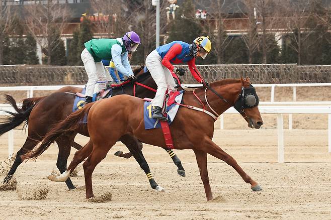 빅스고. 사진제공=한국마사회