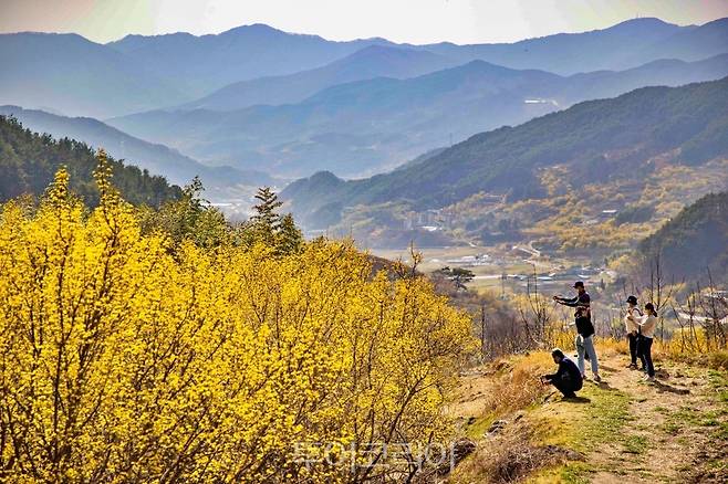 구례산수유꽃축제