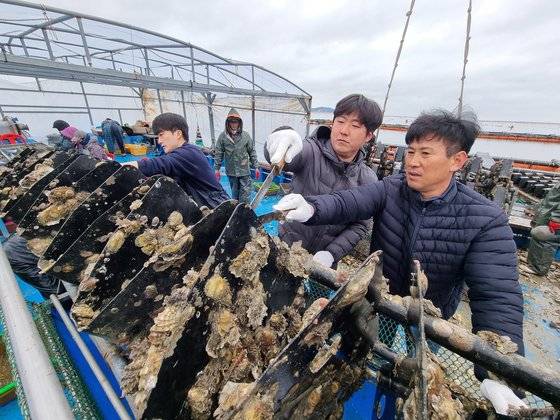 아마추어 배구 선수로 활동했다가 귀어한 용정우(30·가운데)씨가 전남 해남 전복 양식장에서 전복 이물질 제거 작업을 하고 있다. 황희규 기자