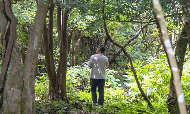 제주 나무 여행