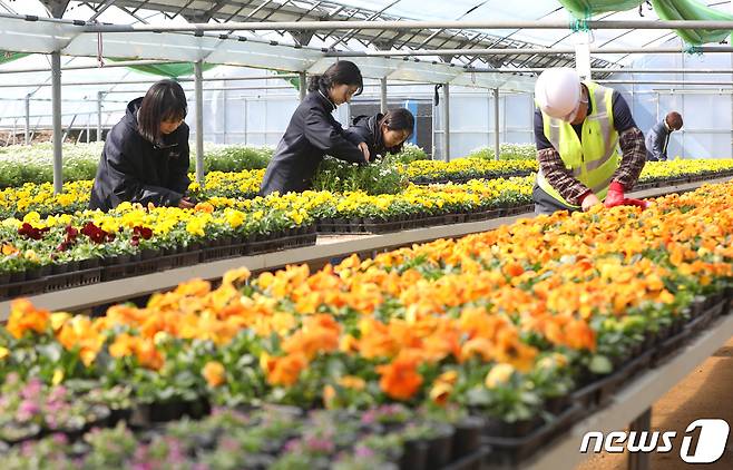 지난 13일 부산 부산진구 백양산 양묘장에서 구청 공원녹지과 직원들이 동 주민센를 통해 주민들에게 무상으로 나눠줄 봄꽃을 옮기고 있다. 2024.3.13/뉴스1 ⓒ News1 윤일지 기자