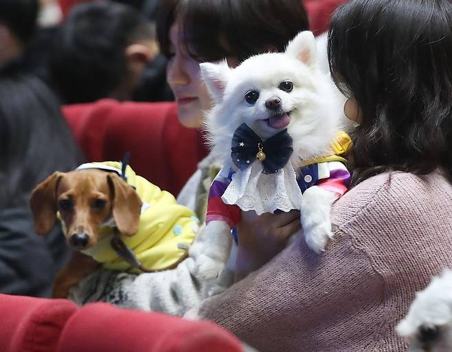 지난달 22일 오후 부산 KBS홀에서 동명대학교 2024학년도 반려동물대학 신입생 입학식과 함께 진행된 반려견 입학식에서 손수건을 단 신입생 반려견들이 자리해 있다. /뉴스1