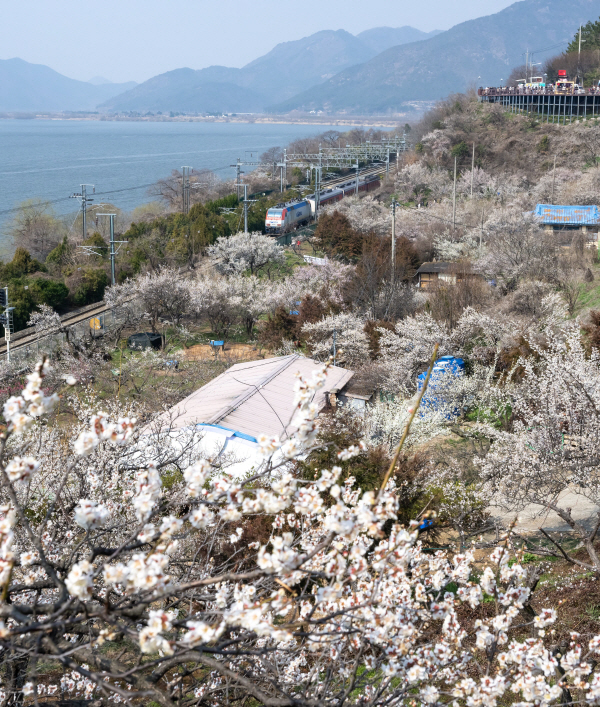 경남 양산시 원동면 순매원에 활짝 만개한 매화 옆으로 무궁화호가 지나가고 있다. 국제신문DB