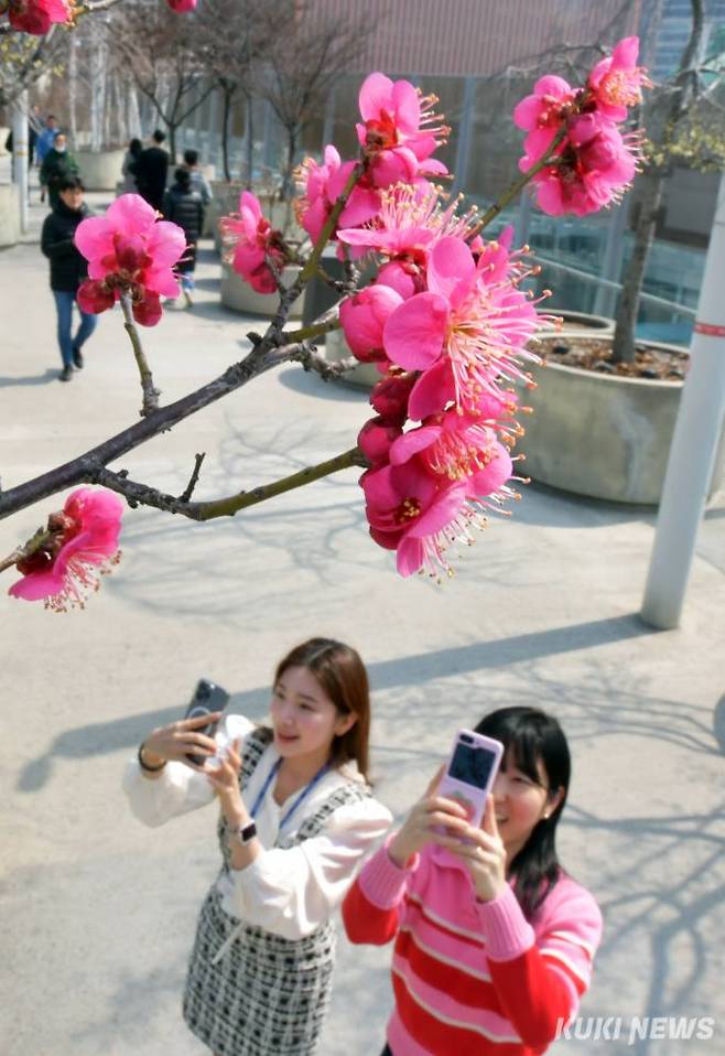 "저 곱지요"서울역고가도로공원인 ‘서울로7017’에는 따사로운 봄 햇살을 받으며 여기저기서 봄꽃들이 꽃망울을 터뜨려 시민들에게 성큼 다가온 봄을 알렸다. 점심식사를 마친 직장인들이 15일 밝은 표정으로 홍매화를 휴대전화로 촬영하고 있다.