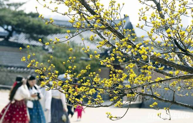 파스텔톤 노란색 산수유가 나무가지를 뒤덮으면 곧이어 벚꽃과 진달래 등이 핀다. 경복궁의 산수유 나무 옆으로 관광객이 지나고 있다.
