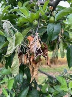 과수화상병으로 잎이 흑색으로 변해 말라 죽고 있다. 서울신문DB.