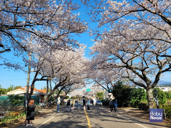 애월읍 장전리 벚꽃축제. ⓒ김재원