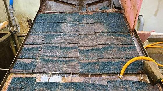 국내에서 유일하게 강원 삼척시 근덕면 하맹방리 소한계곡에 서식하는 ‘민물김’. 삼척시 민물김연구센터에서는 연구목적으로 매년 10㎏을 양식으로 생산하고 있다. [사진 삼척시 민물김연구센터]