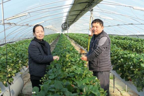 전남지역에 올해 들어 자주 비가 오면서 흐린 날씨가 이어져 햇빛을 충분히 받지 못한 농작물들이 자라지 않고 썩어 농가 피해가 눈덩이처럼 커지고 있다. 사진은 전남 담양군 고서면에서 딸기를 재배하는 배진영·윤우하씨 부부가 지난 16일 오전 곰팡이 핀 딸기를 솎아내고 있는 모습이다.