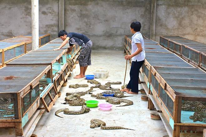 동남아시아 비단뱀 농장. 비단뱀은 고기와 가죽, 지방과 담즙을 얻기 위해 사육된다./Daniel Natusch