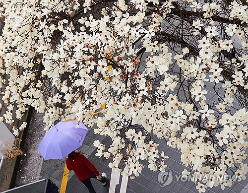 봄비가 내린 12일 오후 부산 남구 한 골목길에 활짝 핀 목련 꽃 아래로 우산을 쓴 시민이 지나고 있다. [부산=연합뉴스]