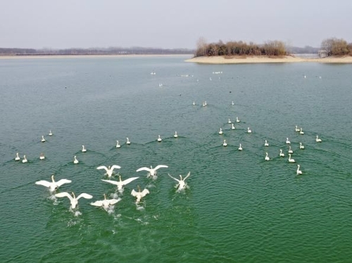 Rare birds in Ranhai Reservoir, Guan County