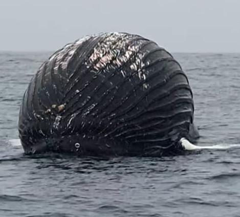 노르웨이 인근 바다 위에서 거대한 풍선처럼 부풀어 오른 고래의 사체가 발견됐다. 사진=페이스북 캡쳐