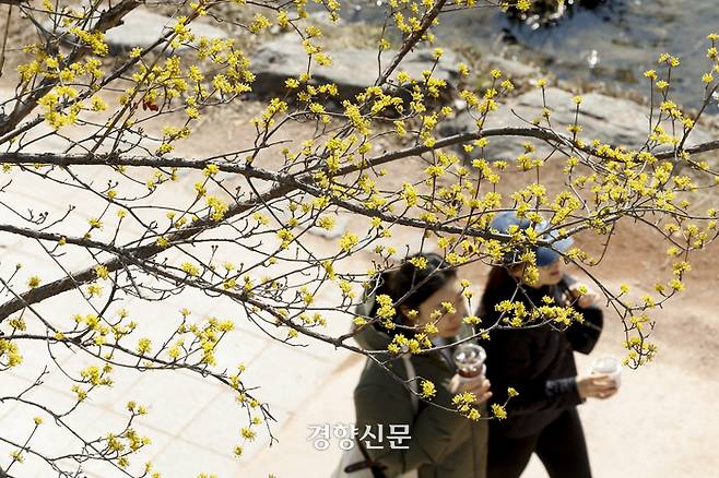 서울의 낮 기온이 10도까지 오른 지난 10일 서울 청계천에서 시민들이 만개한 산수유꽃을 보며 산책하고 있다. 문재원 기자