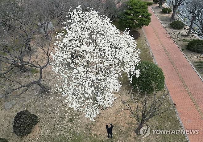 봄은 하얗다…경남도청 앞 목련 만개 (창원=연합뉴스) 김동민 기자 = 19일 경남 창원시 의창구 경남도청 잔디공원에 목련이 만개해 시선을 끌고 있다. 2024.3.19 image@yna.co.kr