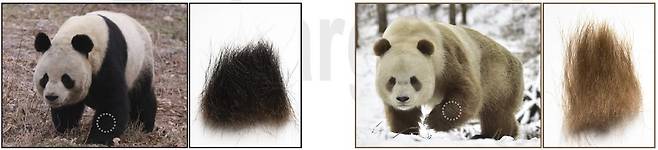 자이언트 판다는 대부분 팔다리에 검은색 털이 있지만(왼쪽) 극히 드물게 갈색인 경우도 있다(오른쪽)./PNAS