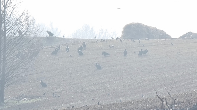 지난 16일 경기 파주 민통선 내의 한 밭에 앉아있는 독수리들의 모습이 자욱한 안개 너머로 보인다. 자연의벗연구소 제공.