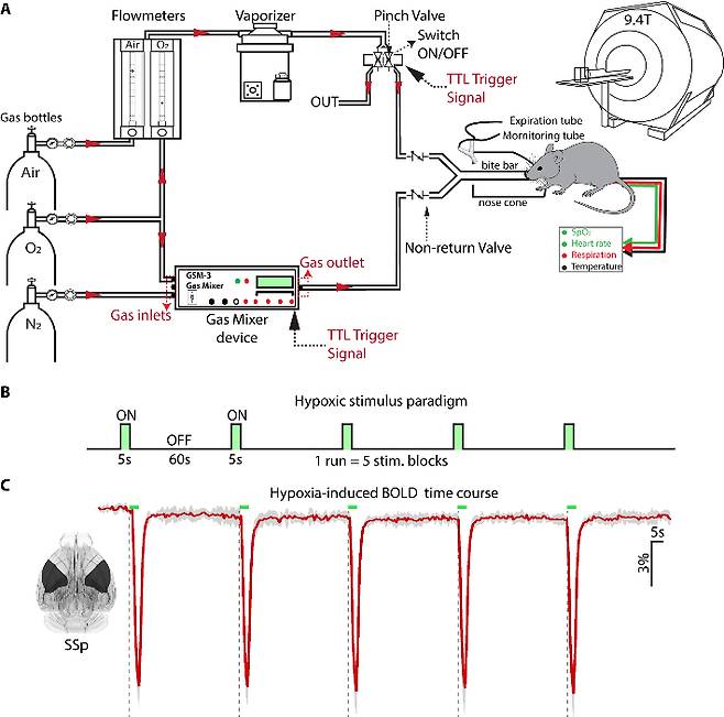 혈류측정 시스템 구성도. 기초과학연구원 제공