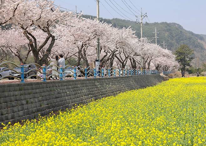 삼척맹방 유채꽃 축제. 삼척시 제공