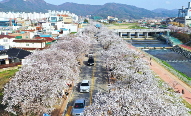 ▲정읍천변 벚꽃 자료사진 ⓒ정읍시