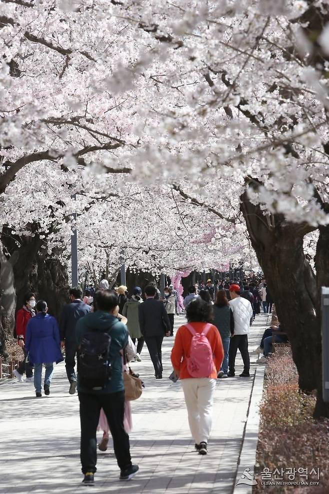 울산 울주군 삼남읍 작천정 벚꽃과 상춘객. 울산시 제공