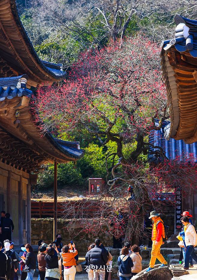 화엄사 홍매화가 봄 햇살을 받아 반짝거리고 있다. [구례군 제공]