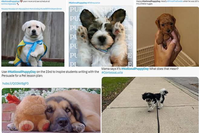 국제 강아지의 날 기념 게시글.엑스(X·옛 트위터)