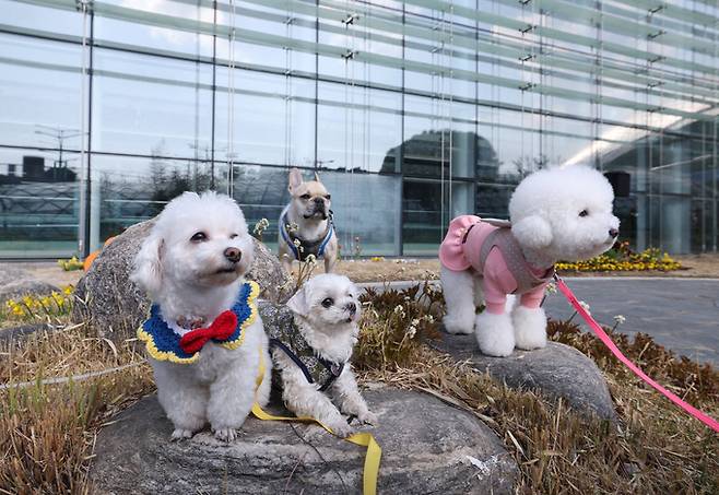 21일 인천국제공항 제1여객터미널에서 애견편의시설 '펫가든' 및 '호텔링 카운터' 오픈 기념행사가 열린 가운데 제1교통센터 지하 1층 서편 녹지대에 야생초화원을 콘셉으로 마련된 펫가든에서 변려견들이 휴식을 취하고 있다.